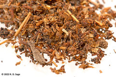 Acromyrmex lobicornis