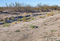 Acromyrmex lobicornis