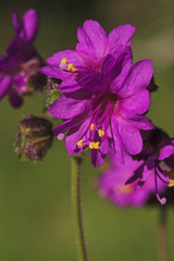 Mirabilis oxybaphoides