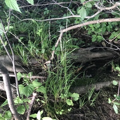 Sphenopholis intermedia