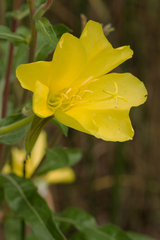 Oenothera elata hookeri