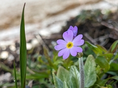 Primula laurentiana