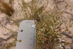 Olearia lepidophylla