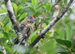 Picumnus nebulosus