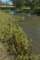 Hygrophila angustifolia