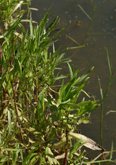Hygrophila angustifolia