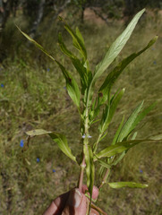 Hygrophila angustifolia
