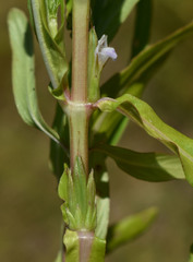 Hygrophila angustifolia