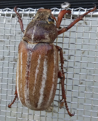 Polyphylla occidentalis