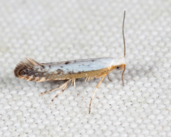 Argyresthia subreticulata