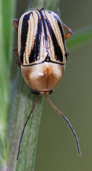 Cryptocephalus venustus