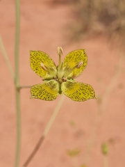 Frasera paniculata