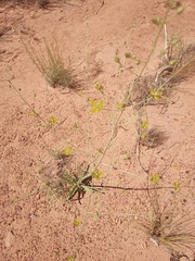 Frasera paniculata