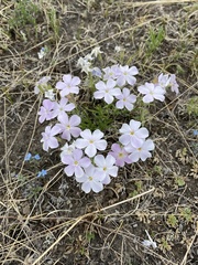 Phlox sibirica
