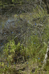 Commelina agrostophylla