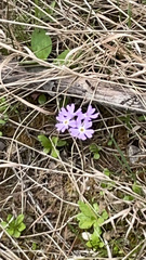 Primula mistassinica