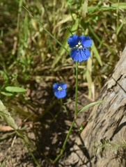 Commelina agrostophylla
