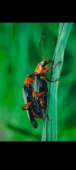 Cantharis pellucida