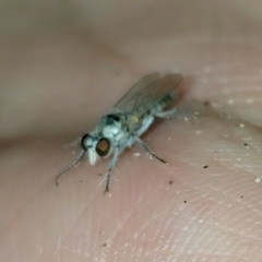 Laphystia