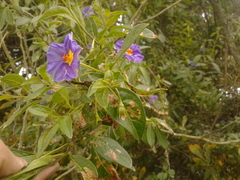 Lycianthes lycioides