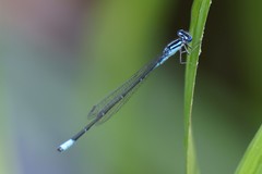 Enallagma divagans