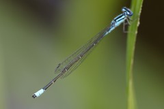 Enallagma divagans
