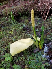 Lysichiton