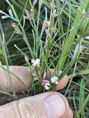 Jacksonia thesioides