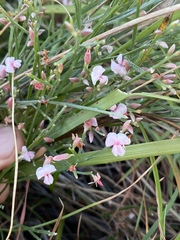Jacksonia thesioides