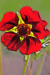 Potentilla thurberi