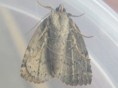 Amyna stellata
