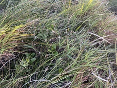 Jacksonia thesioides