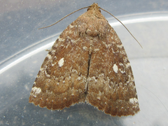 Amyna stellata