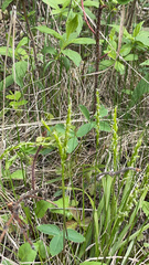 Platanthera unalascensis