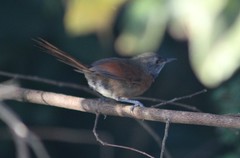 Synallaxis erythrothorax