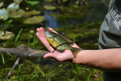 Lepomis gibbosus × macrochirus