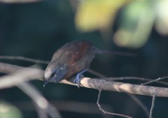 Synallaxis erythrothorax