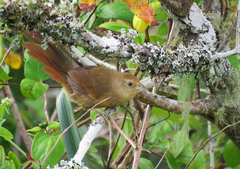 Phacellodomus ferrugineigula