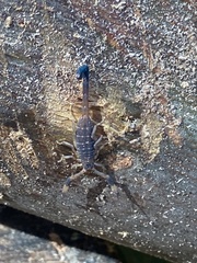 Reddyanus melanodactylus