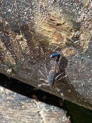 Reddyanus melanodactylus