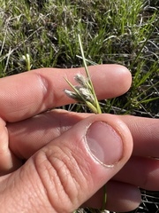 Eriophorum viridicarinatum
