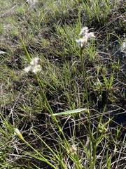 Eriophorum viridicarinatum
