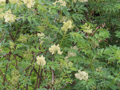 Image of Sambucus sieboldiana by (c) Timur Kalininsky, some rights reserved (CC BY)