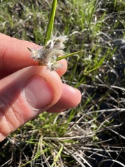 Eriophorum viridicarinatum