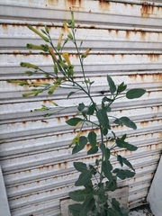 Nicotiana glauca
