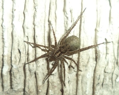 Lycosidae