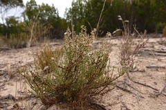 Olearia lepidophylla
