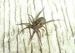 Lycosidae