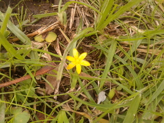 Hypoxis decumbens