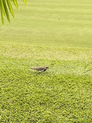 Vanellus chilensis cayennensis